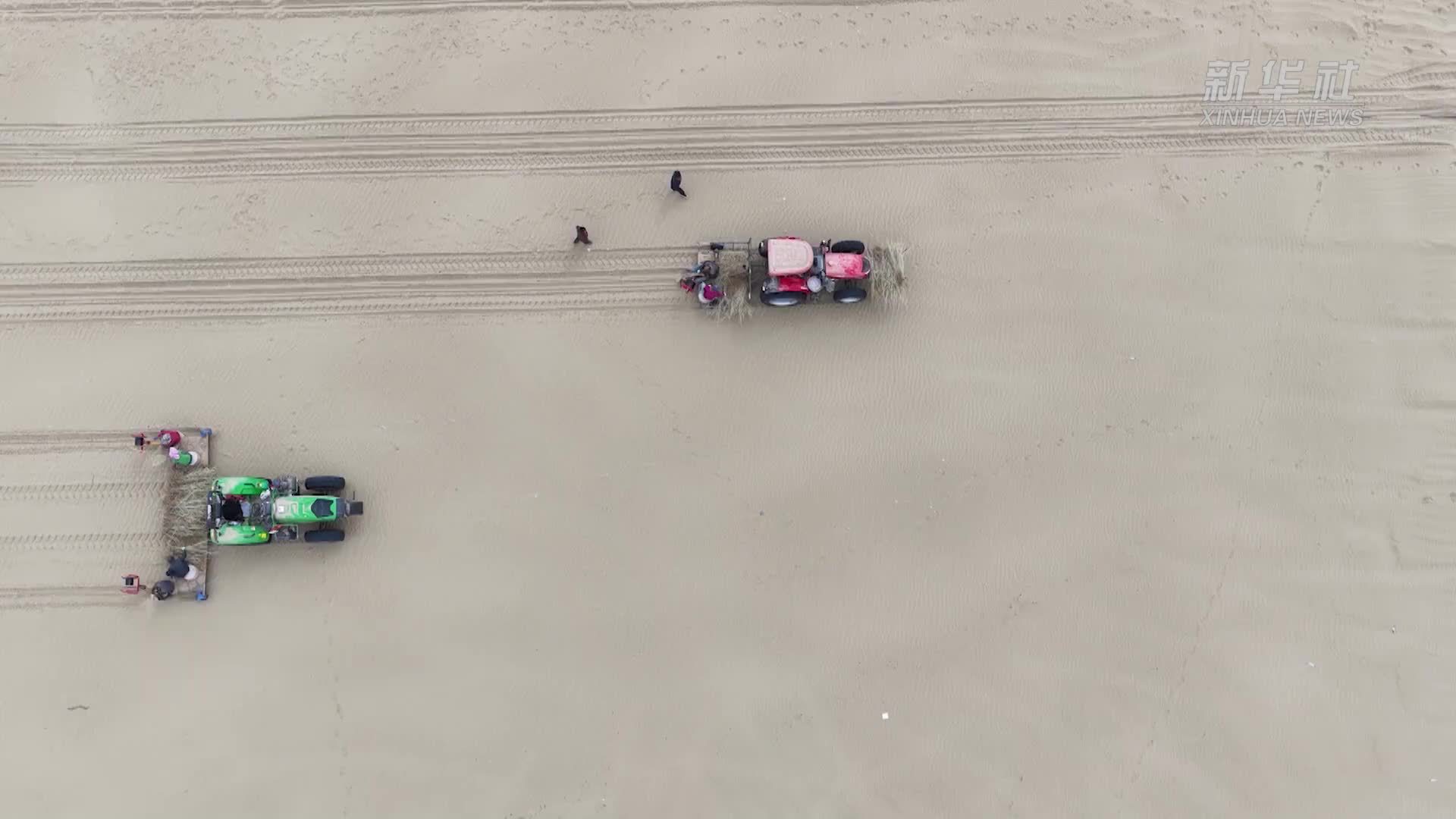 新疆和田县：五秒种下一棵树 植树效率翻十倍