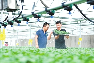 农户在宁都县青塘镇蔬菜育苗中心查看辣椒苗生长情况。特约记者曾嵘峰 摄