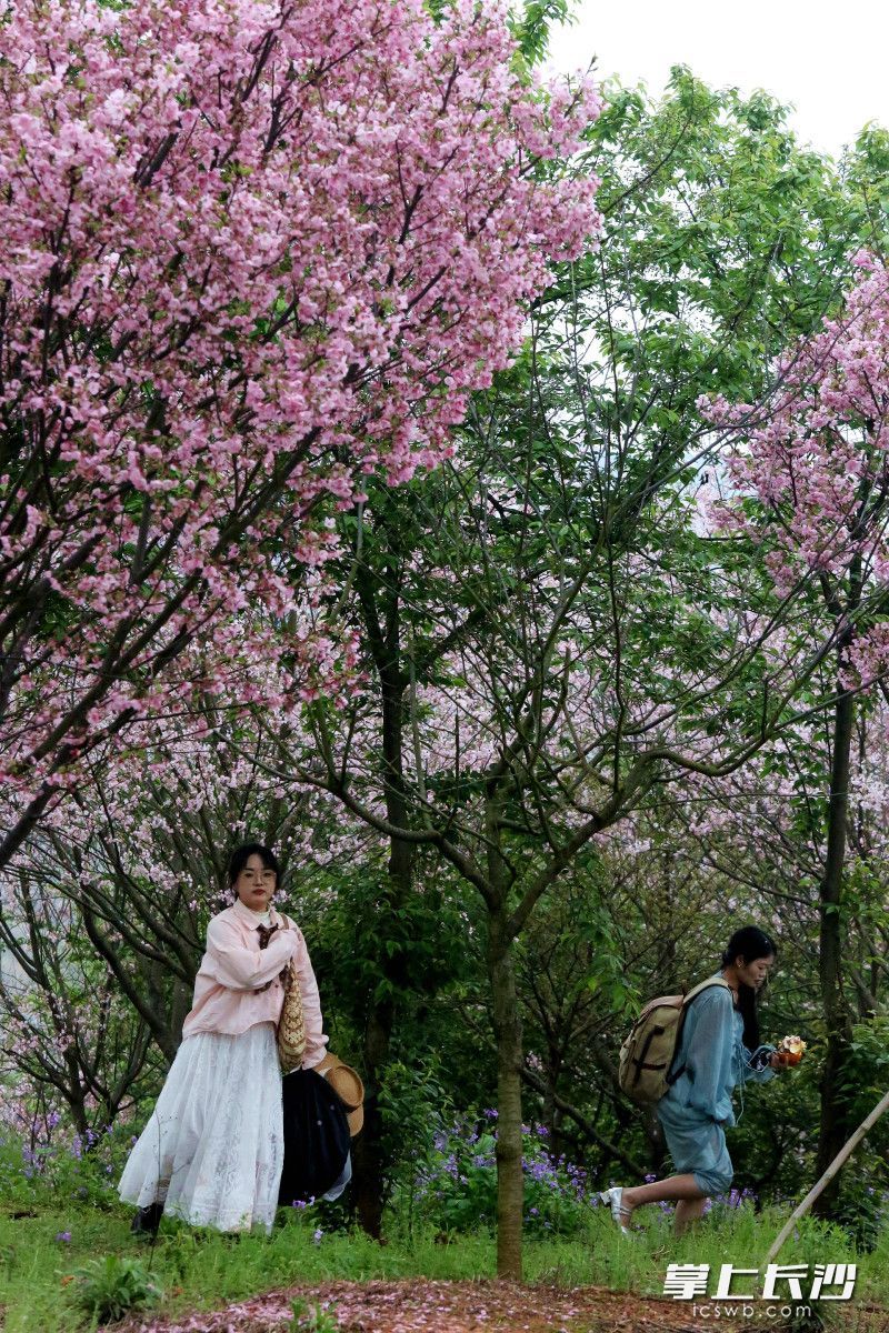 市民踏青赏花。