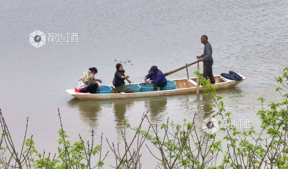 江西分宜：“水上春耕”种菱角（图）
