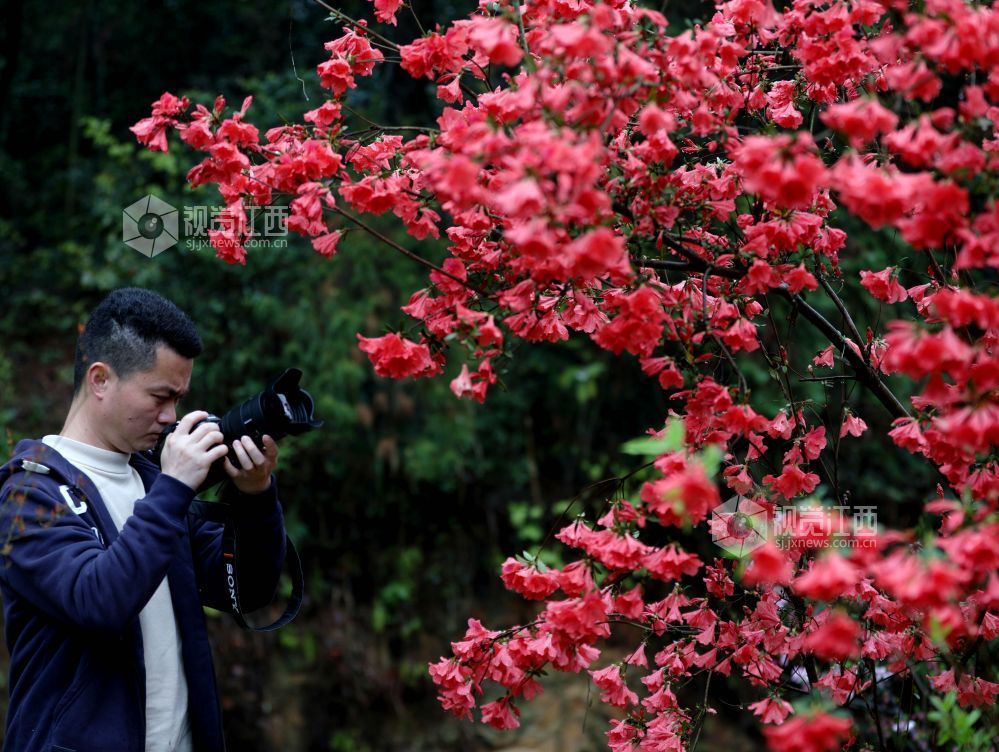 江西分宜:杜鹃花开红似火(图)