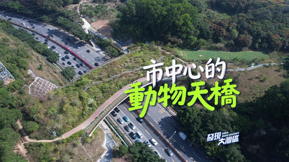 市中心的动物天桥 二百公里穿越城市山林