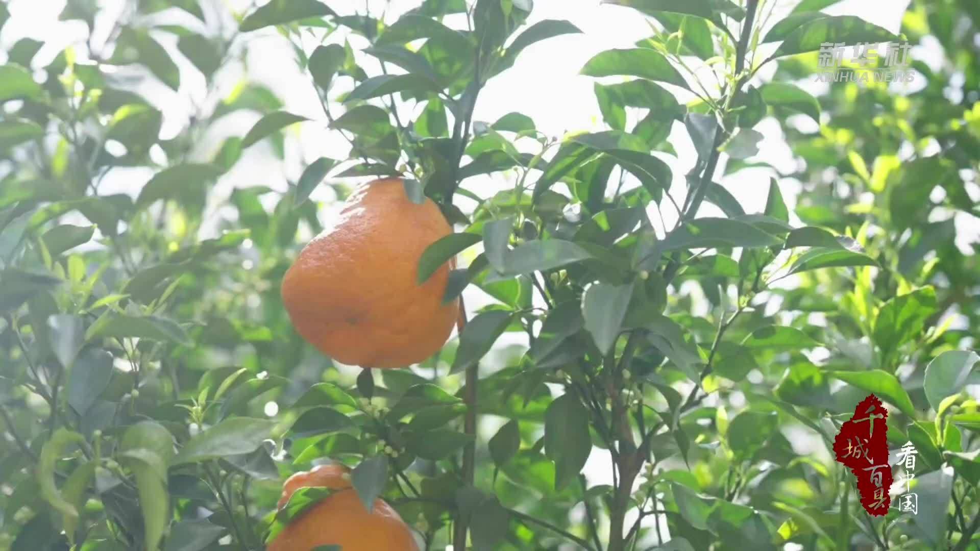 千城百县看中国｜福建长泰：春风拂过 果满枝头