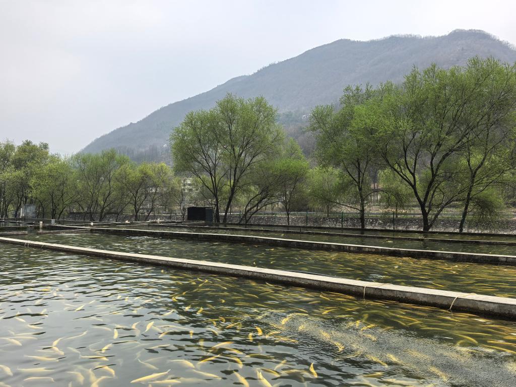 图为镇安县高峰镇渔坪村的冷水鱼养殖基地。新华社记者付瑞霞 摄