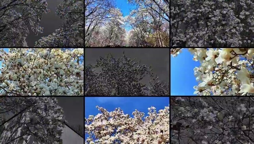 济南春天第一波顶流登场，和百花公园玉兰花撞个满怀吧