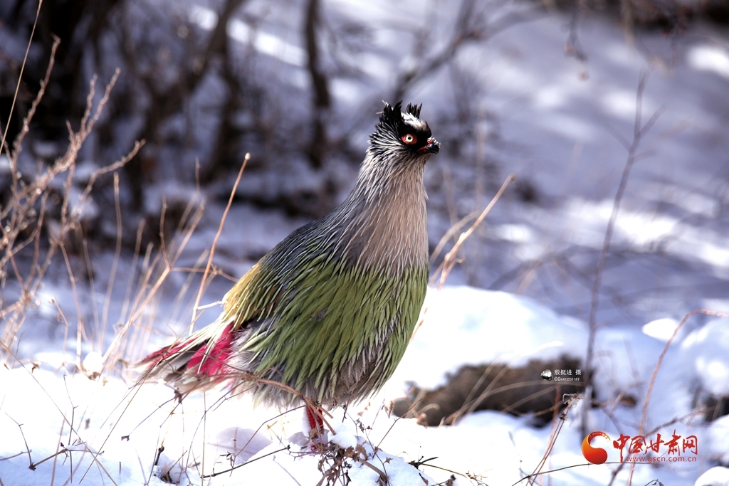 雪地艳羽 回望苍松