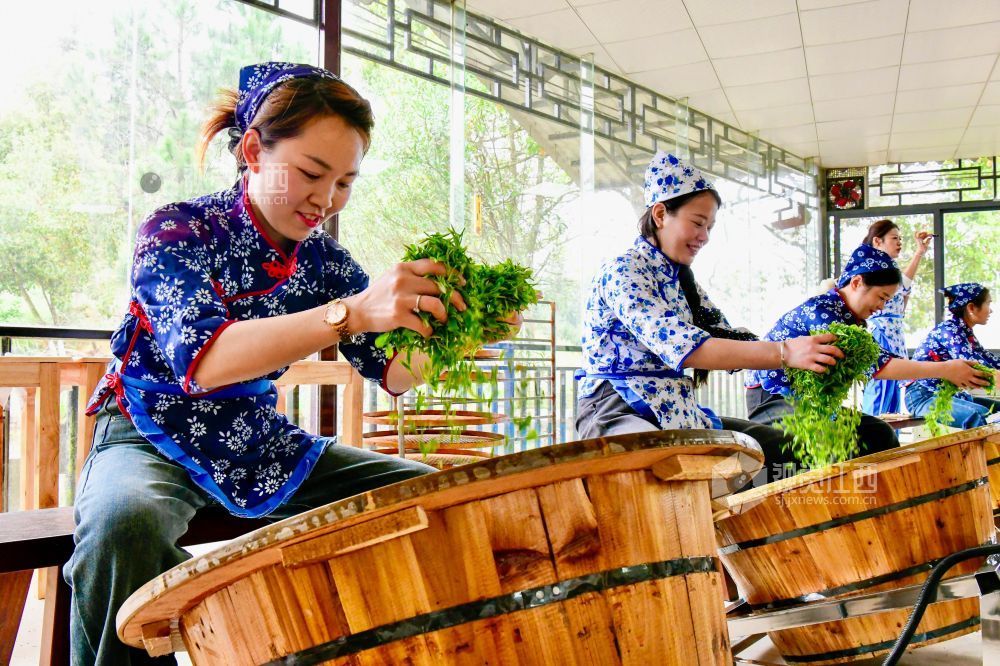 春茶飘香（图）