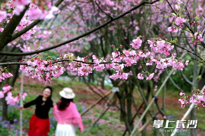 80亩的山上，樱花林迎来盛花期。 均为长沙晚报全媒体记者贺文兵摄