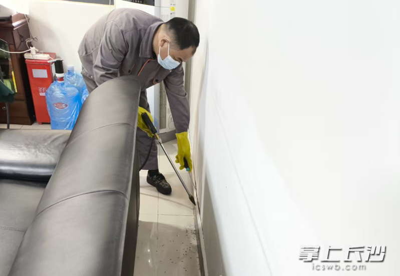 工作人员在长沙某市民家中的沙发后，发现满地都是分飞蚁。