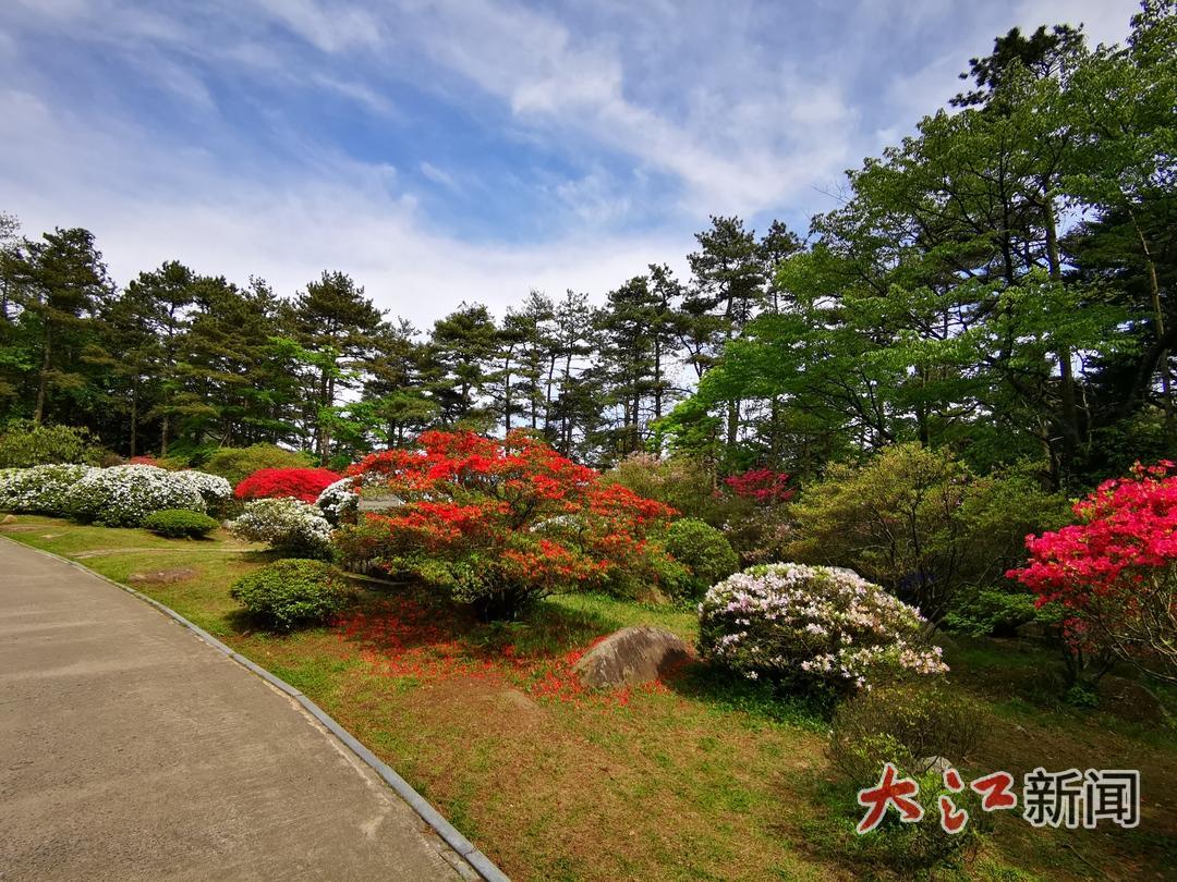 庐山植物园依次开放的杜鹃花（资料图，受访者供图）