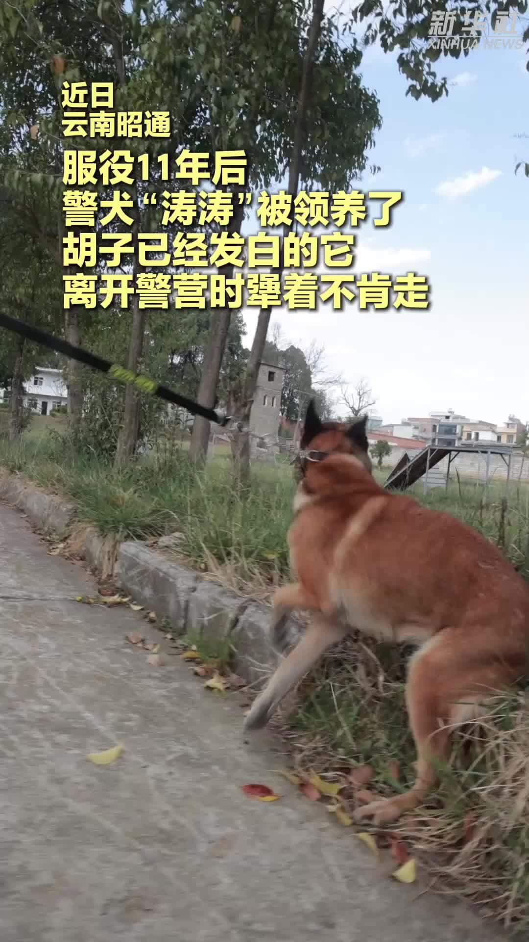 退役警犬临别前不舍地冲向了训导员……