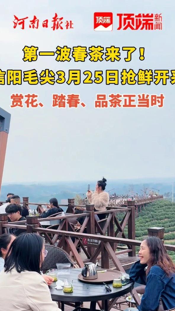 3月25日，由中国茶叶流通协会与信阳市茶叶协会联合发布的 2026 年信阳毛尖茶采摘指数预报显示，当前信阳毛尖（一芽一叶初展）采摘指数为二级，标志着信阳毛尖正式进入少量可采摘阶段。当天，游客漫步茶园