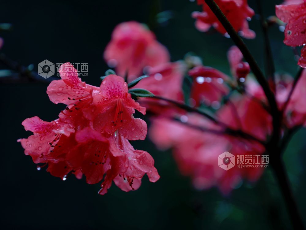 江西分宜:杜鹃花开红似火(图)