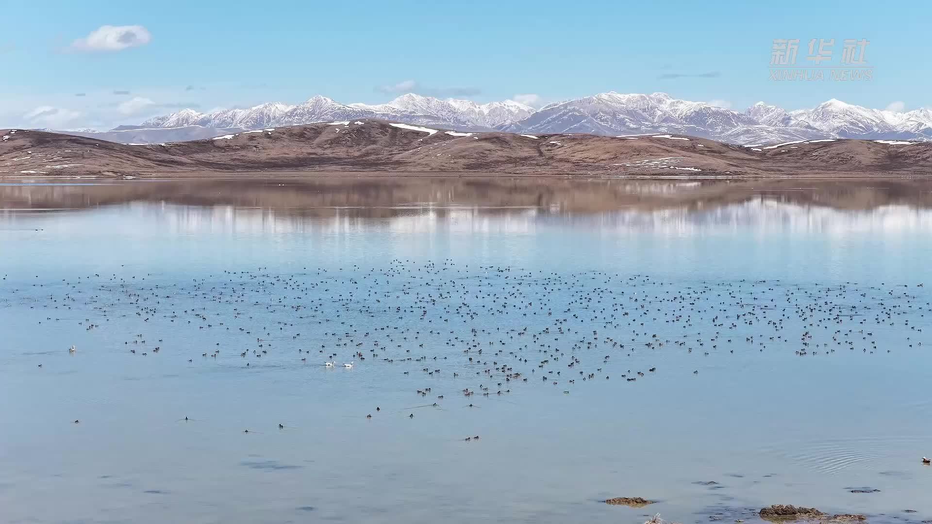 若尔盖湿地迎来候鸟迁徙高峰