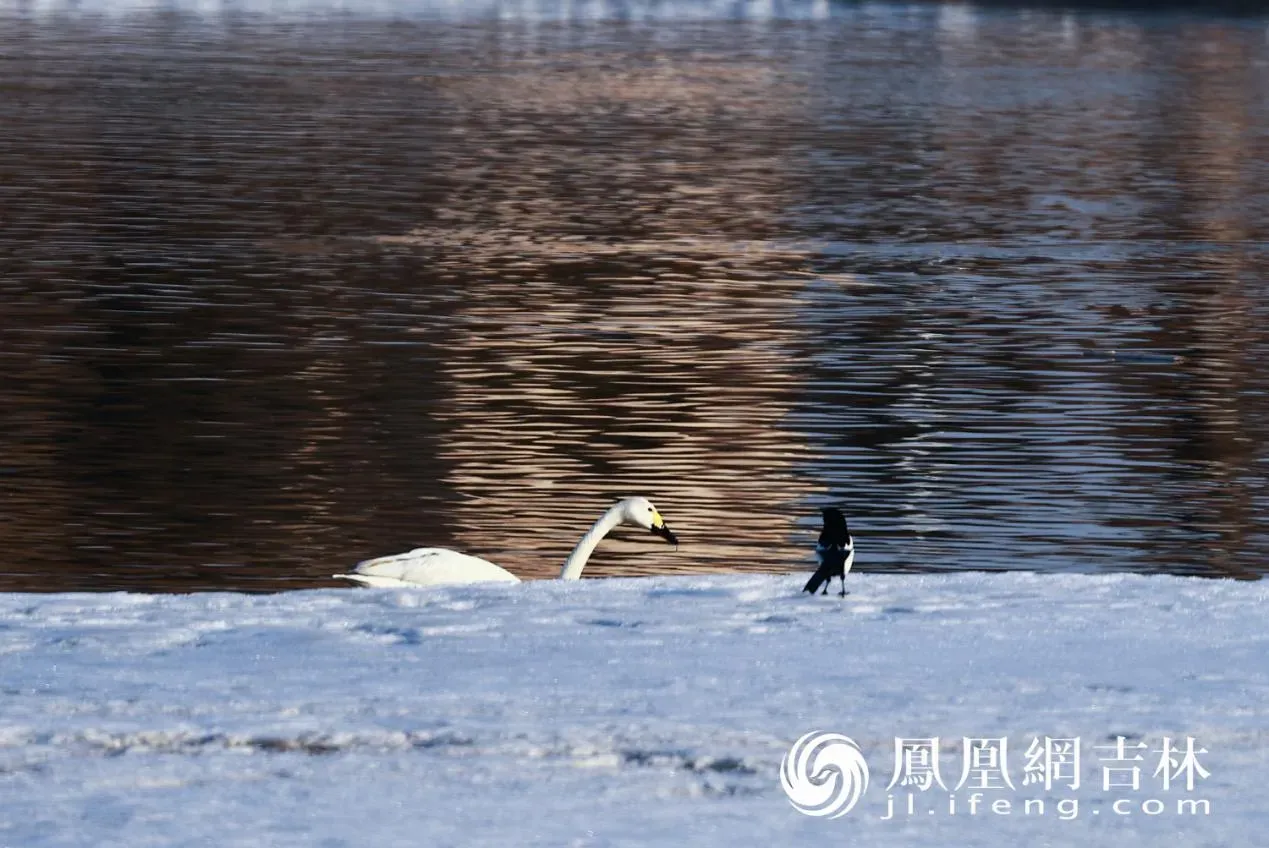 长春北湖春日“百鸟图”
