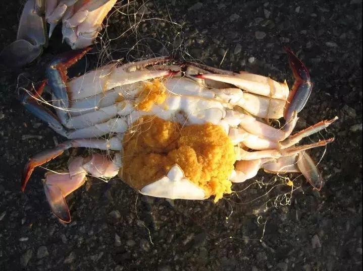 4月1日12時起這種海鮮禁捕禁售