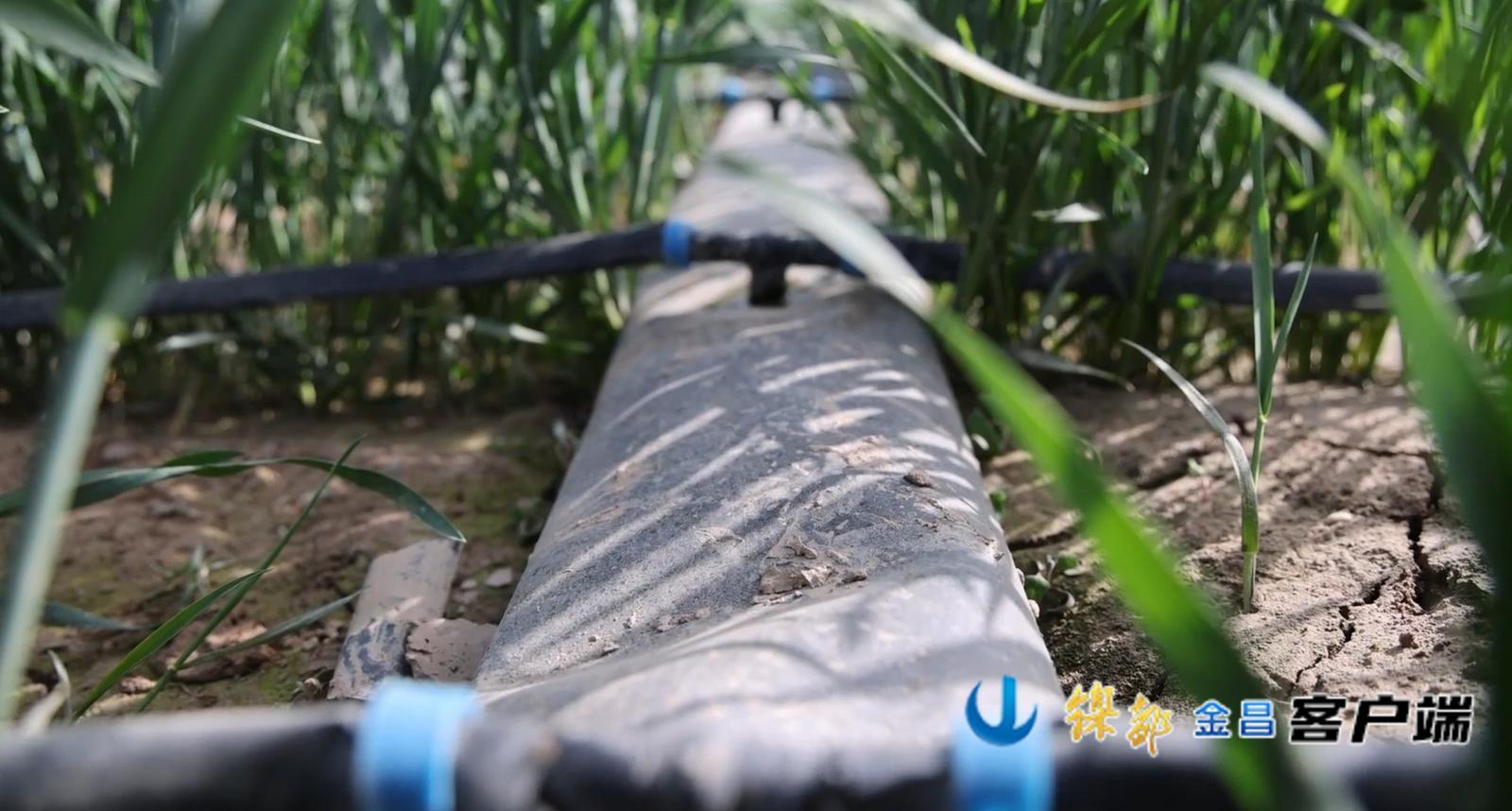 △小麦浅埋滴灌技术全面实施