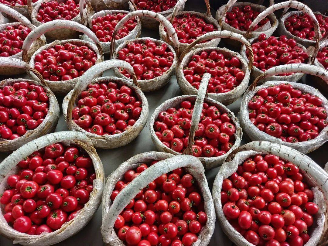 一颗番茄,凭什么“红”遍宁波?