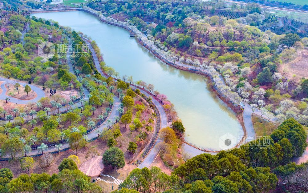 江西金溪：城乡处处花开春意浓（图）