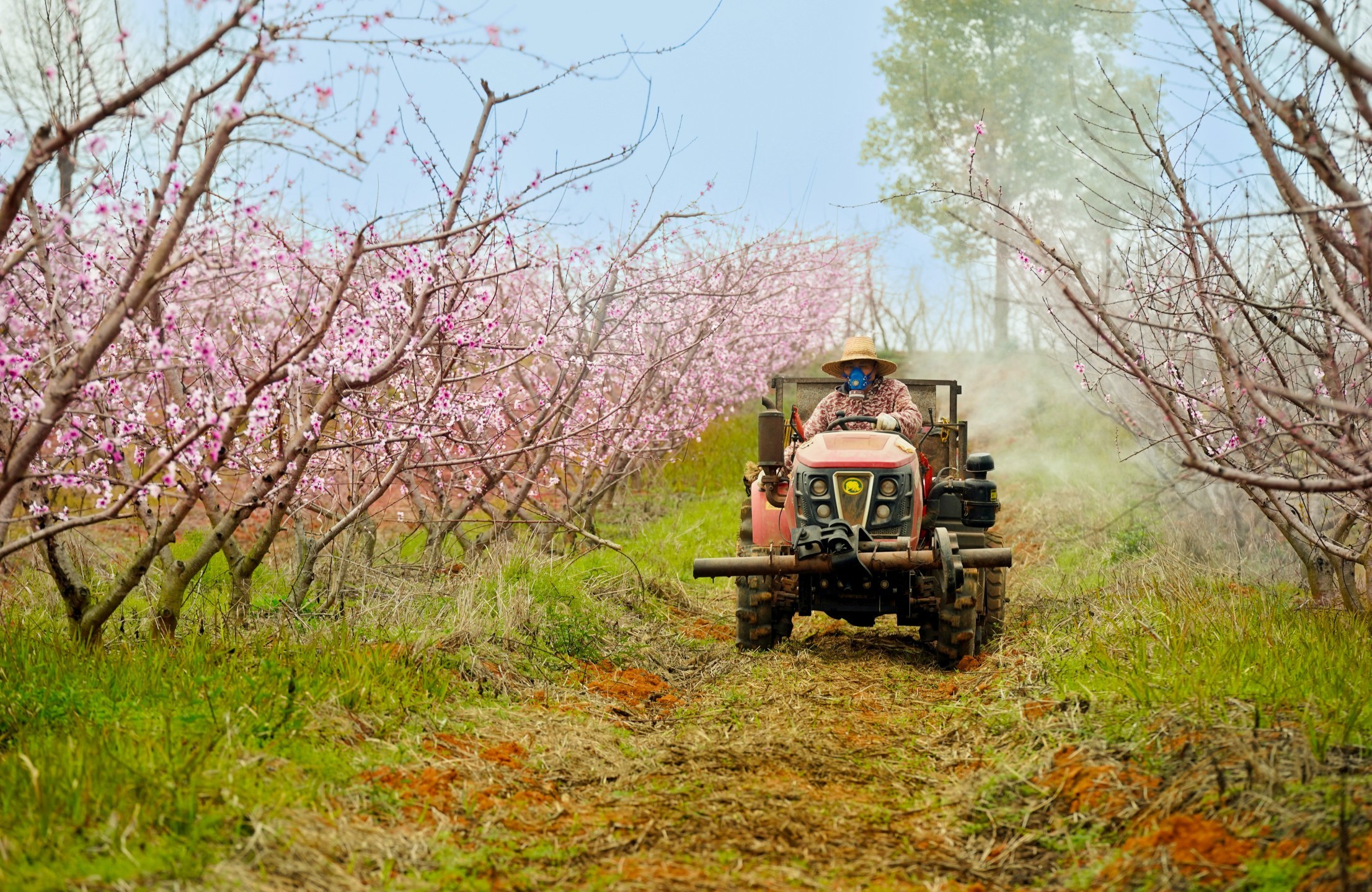 抢抓农时管护忙，新余渝水果农为千亩桃园“杀菌除害”
