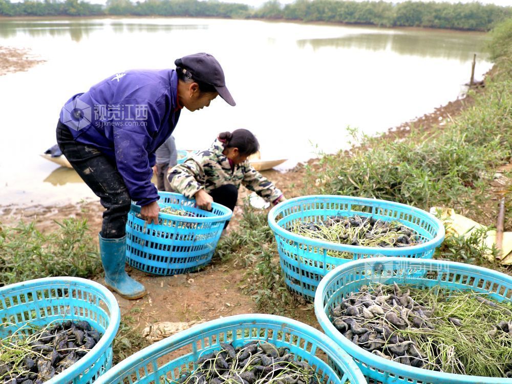 江西分宜：“水上春耕”种菱角（图）