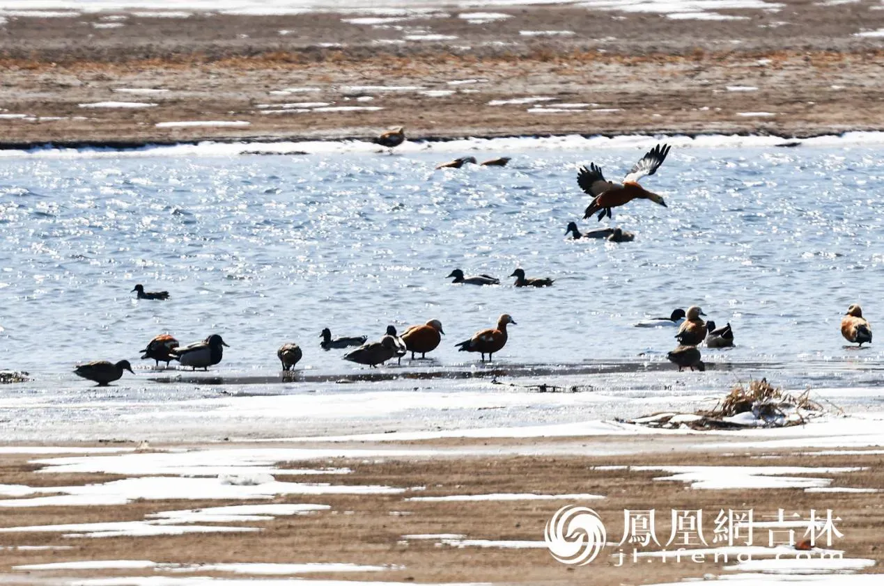 长春北湖春日“百鸟图”