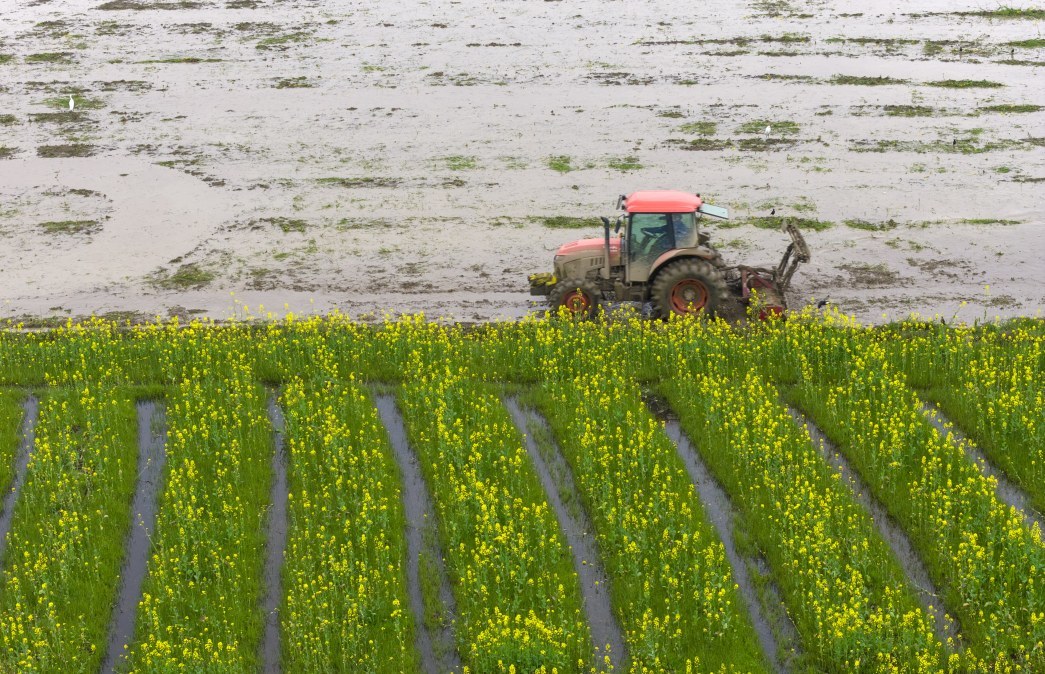 新余渝水：花海里的春耕（图）