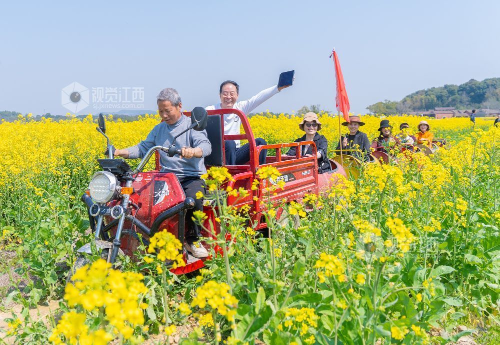 江西金溪：城乡处处花开春意浓（图）