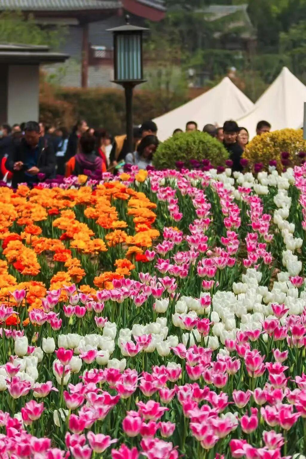 暖“心”闻:18品种郁金香邀您共赴春日之约