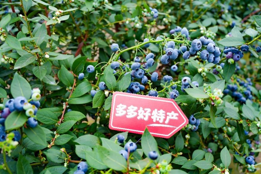 ▲过去一年，“多多好特产”走进上百个农产区，推动农特产业长效发展。（闵杉 摄）