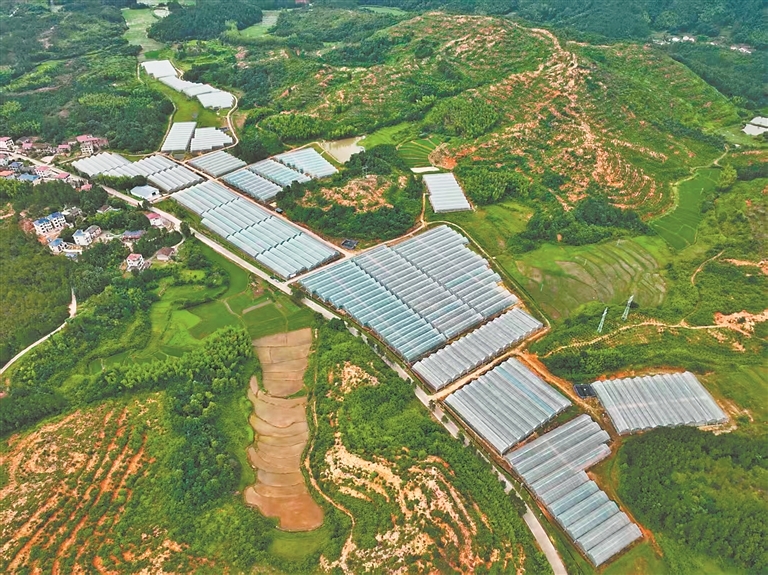 湖溪乡梅溪村芦笋基地航拍图。江西日报全媒体记者 徐黎明摄