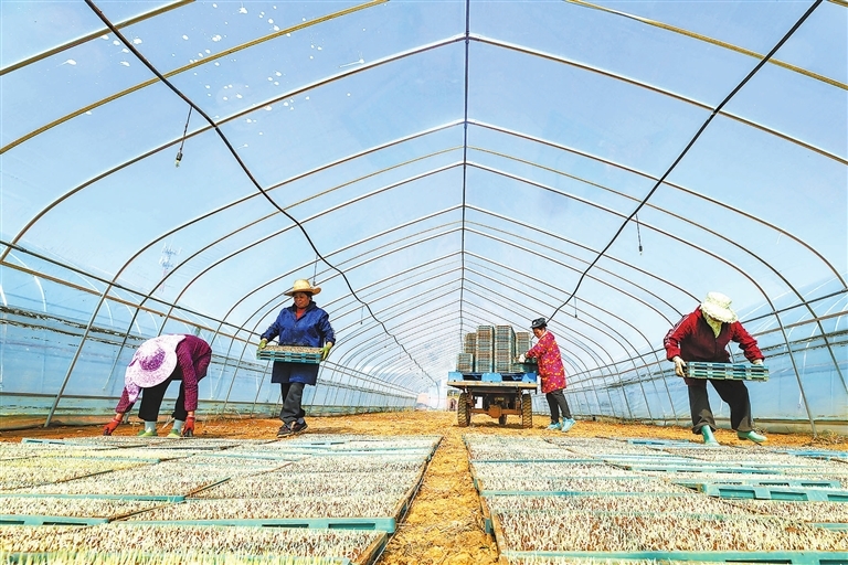 九江：人勤春来早 春耕正当时（图）