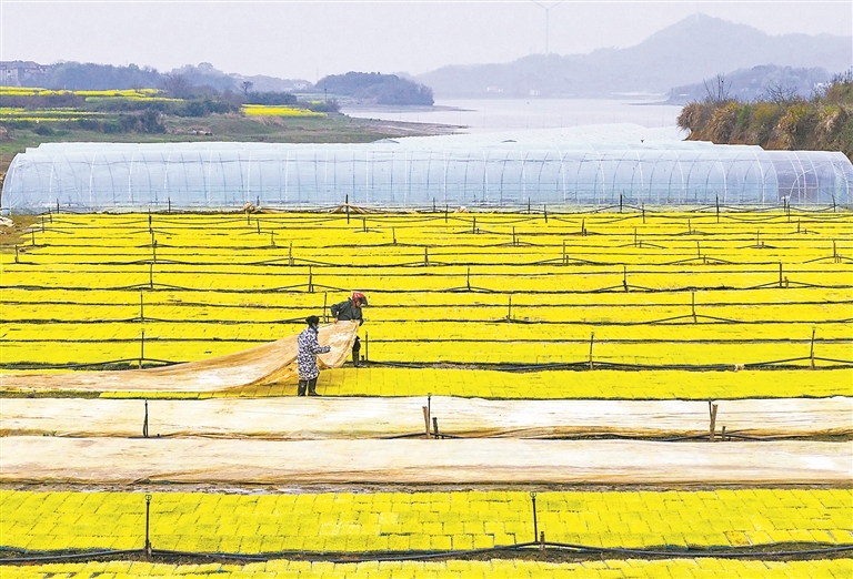 春日农事忙（图）