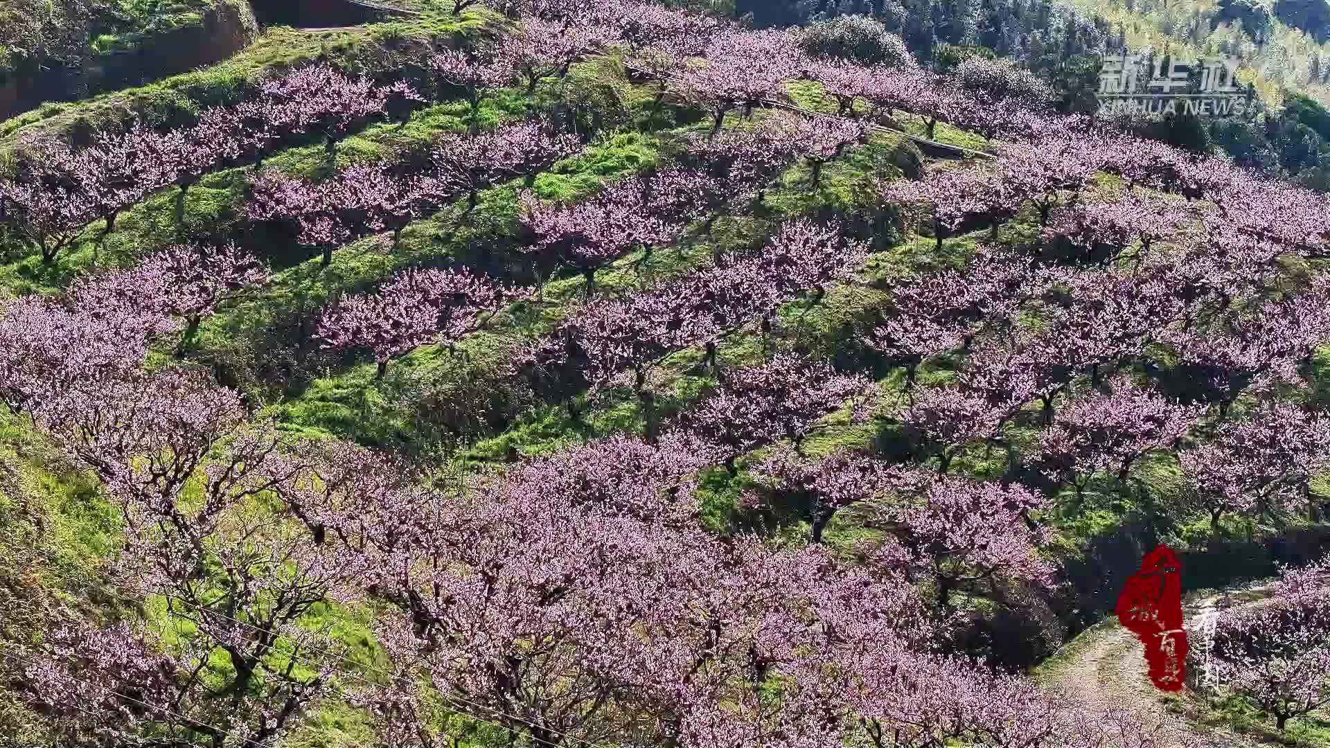 千城百县看中国·赏花季｜福建新罗：春有约 花正开