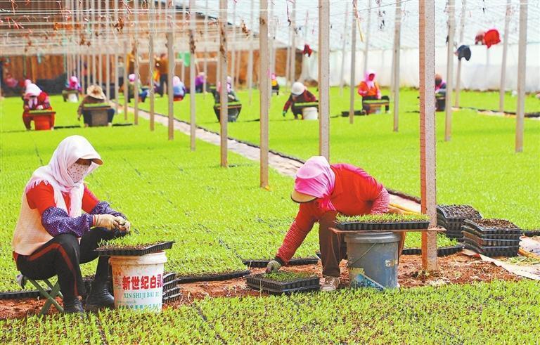 张掖市甘州区党寨镇陈寨村育苗大棚内,工人正在开展辣椒间苗工作,为后续辣椒定植、高产打下坚实基础。新甘肃·甘肃日报通讯员 李自海