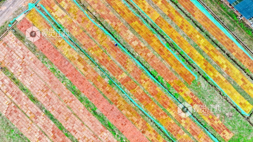 江西萍乡：春来育秧管护忙（图）