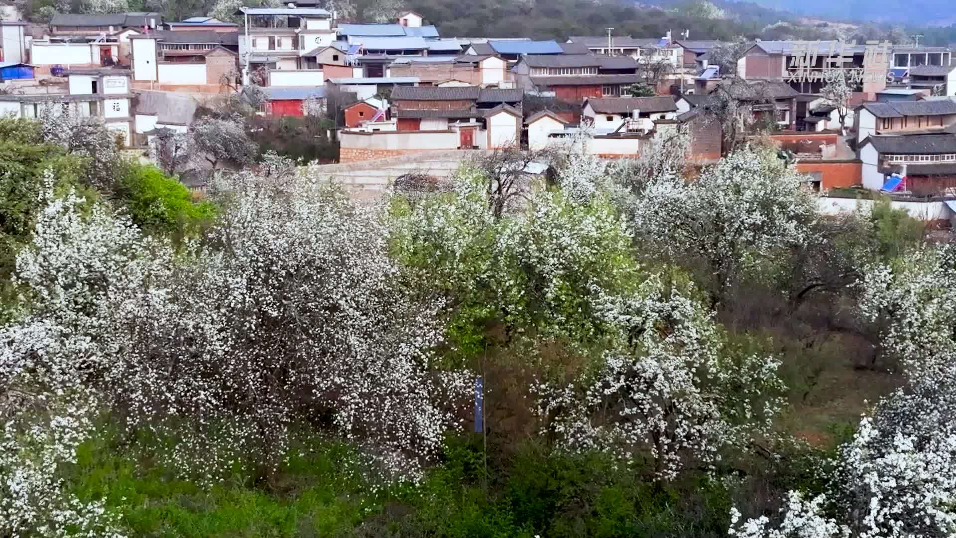 云南洱源古梨花开映古村