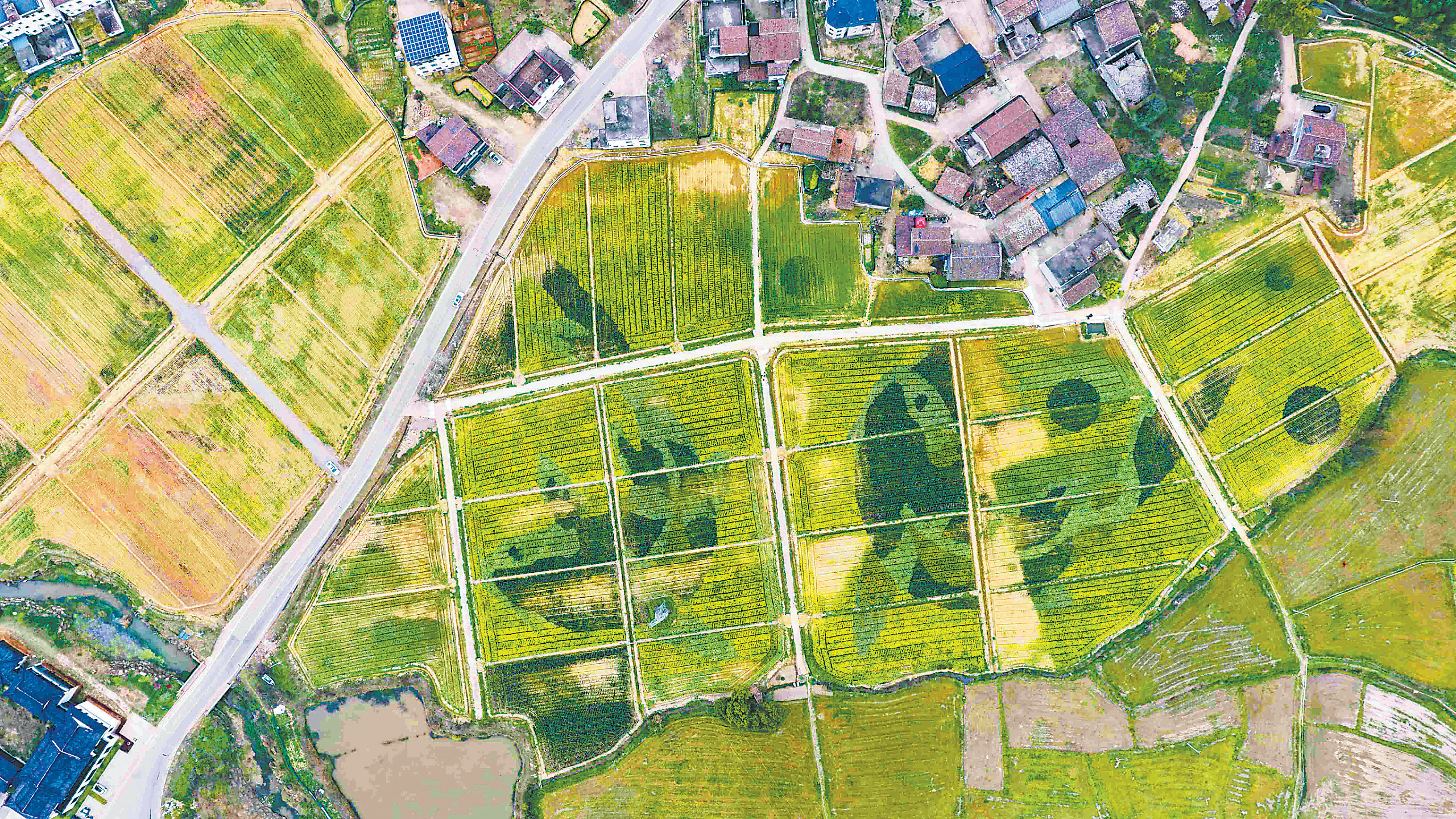 两条“锦鲤”游进油菜花田！抚州东临新区这幅画太绝了