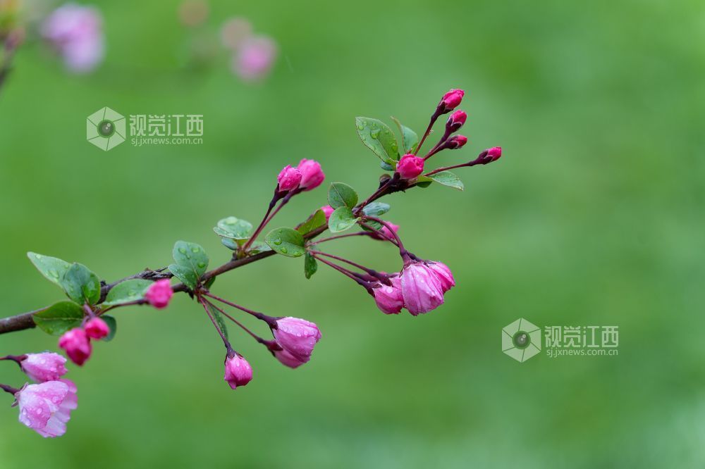 2026年3月20日，江西省金溪县合市镇游垫古村春雨如丝，樱花绽放，与柳条相映成趣。