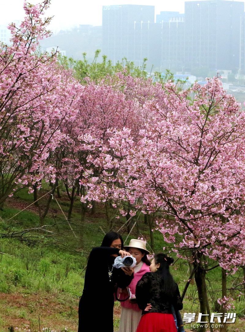 眼下花期正盛。