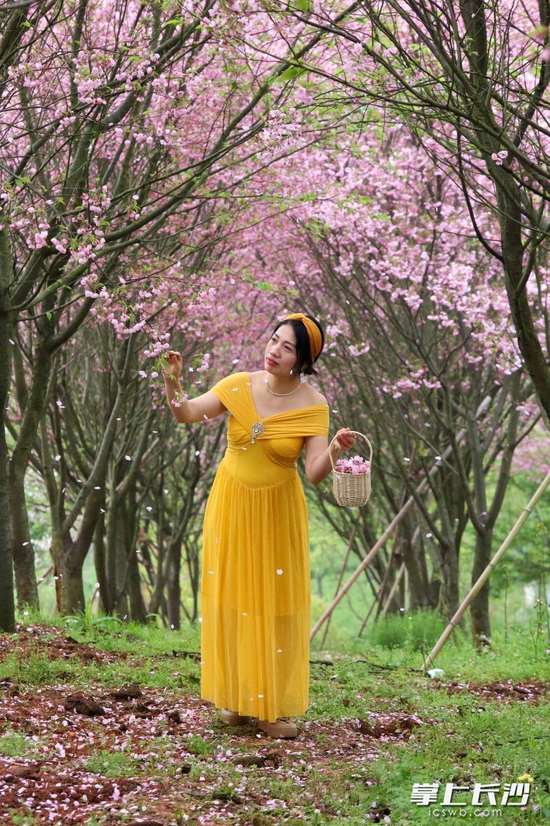 市民赏花打卡。