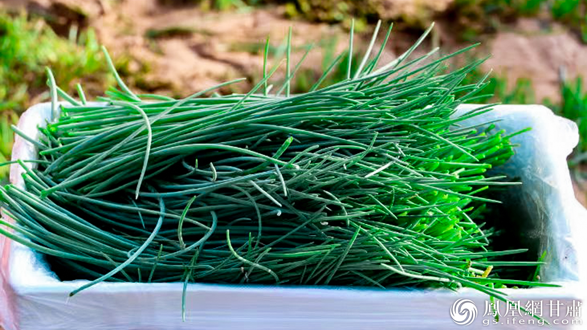 沙葱形似韭叶，甘肃省武威市民勤县被誉为“中国沙葱之乡”。