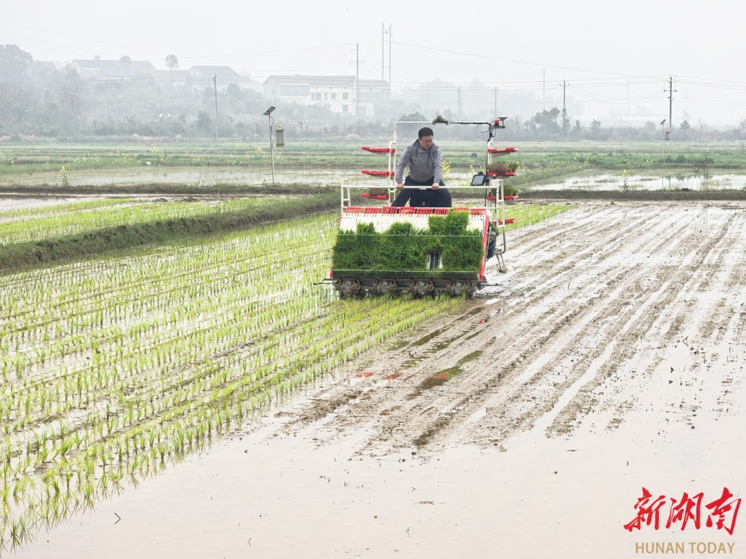 岳阳县筻口镇，插秧机在移栽秧苗。