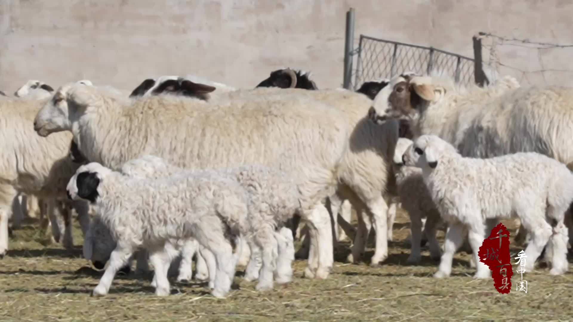 千城百县看中国｜内蒙古：接羔护新生 草原春意浓