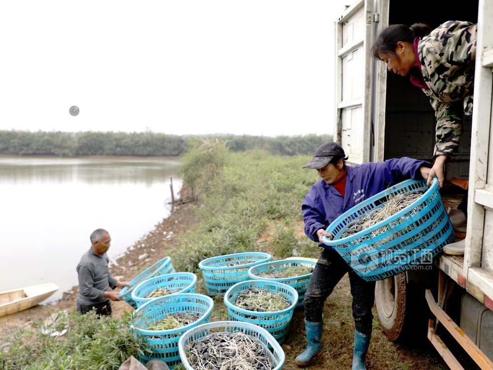 江西分宜：“水上春耕”种菱角（图）