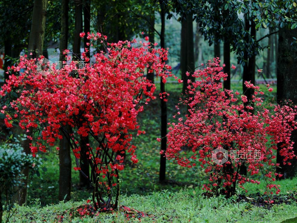 江西分宜:杜鹃花开红似火(图)