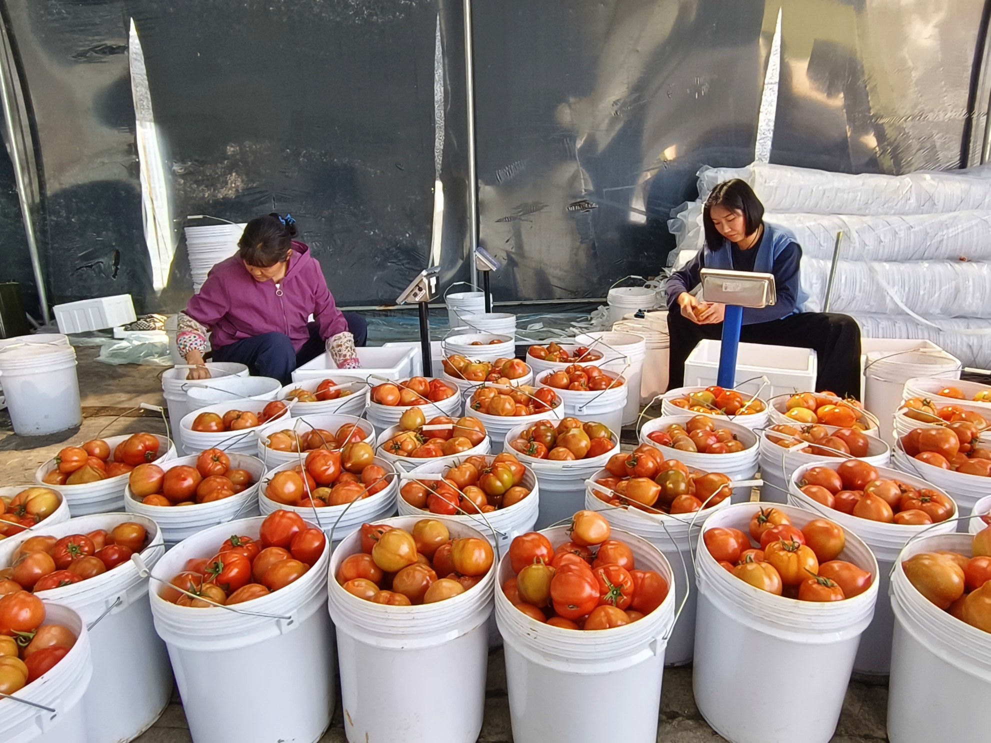 亩产超8000斤、日销20吨！宜黄西红柿“鲜”到杭州百姓餐桌