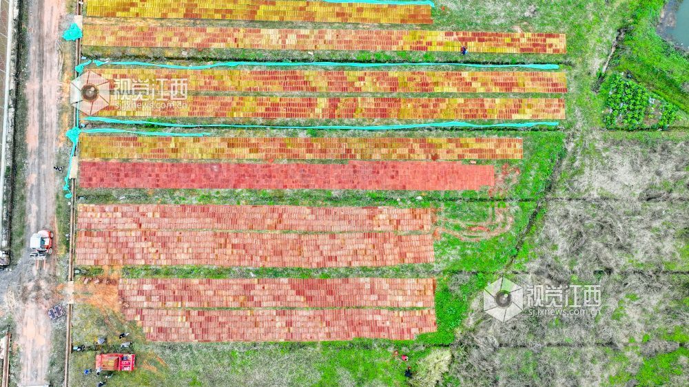 江西萍乡：春来育秧管护忙（图）