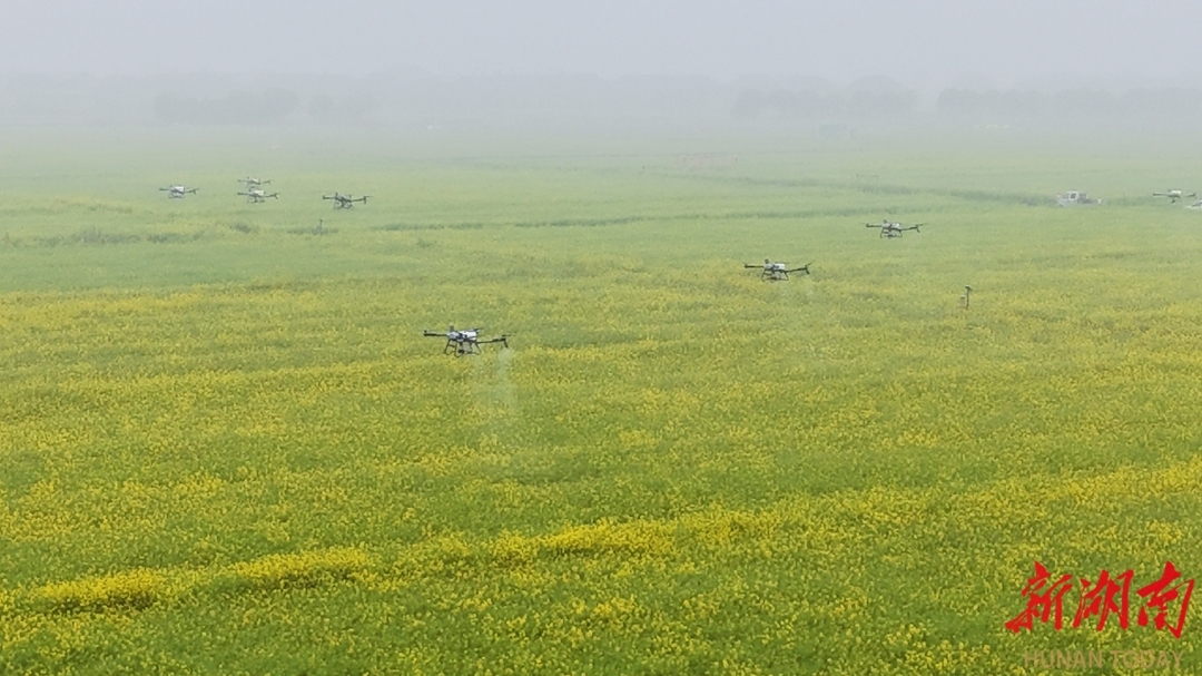 岳阳县中洲乡中洲村油菜万亩示范片。通讯员黄昶茜摄