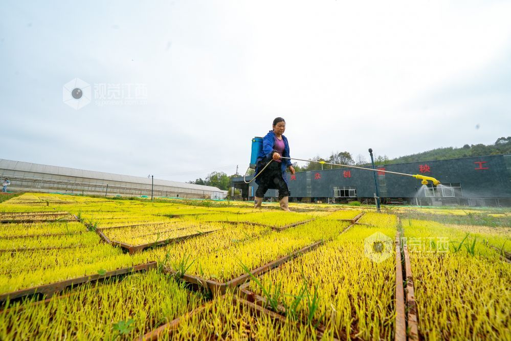 江西萍乡：春来育秧管护忙（图）